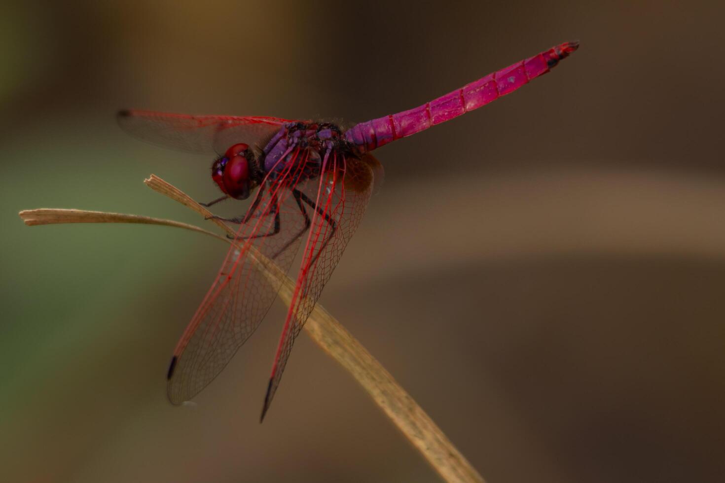Closeup shot of a crimson marsh glider dragonfly male resting on a twig in daytime in their natural habitat photo