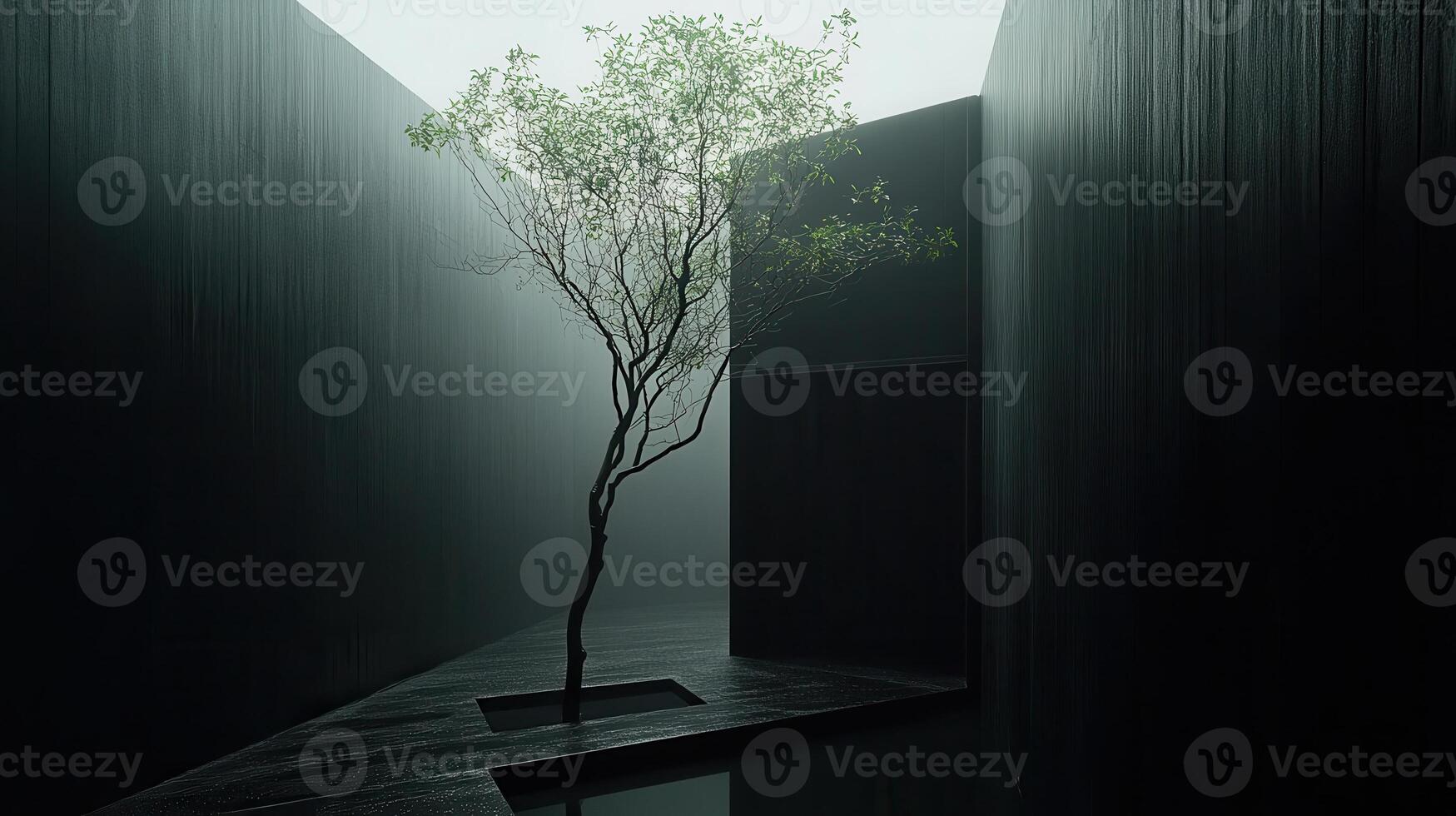 Foggy Courtyard Tree Minimalist Design photo