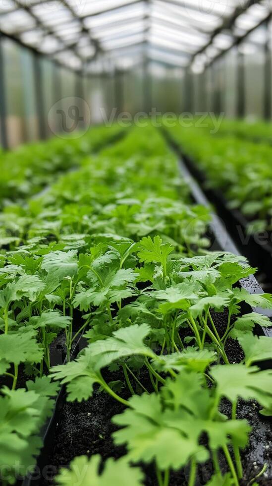 Close-up of vibrant coriander seedlings in a greenhouse photo
