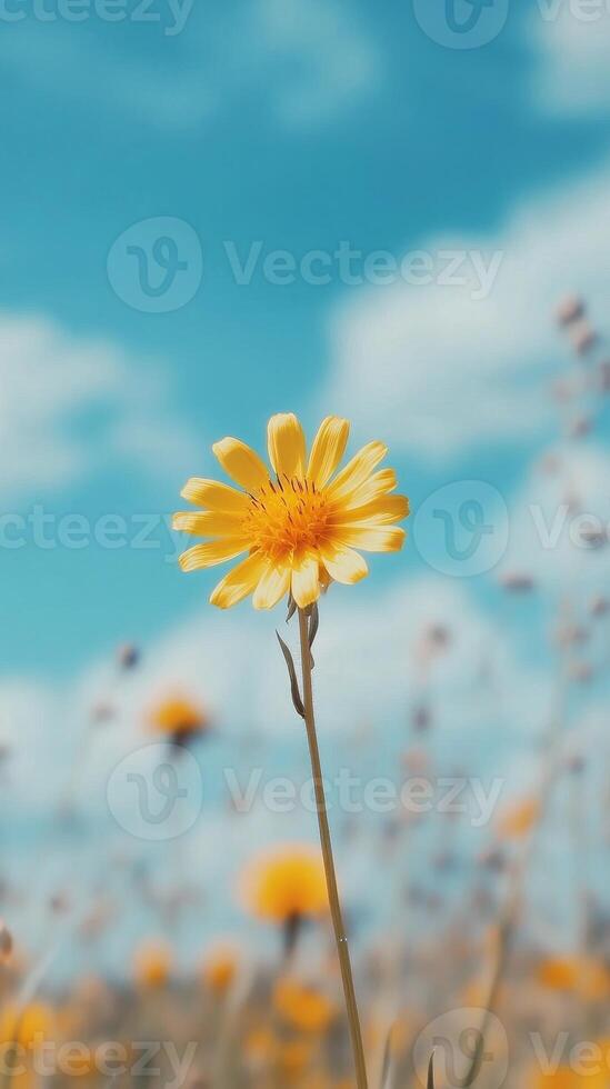 Radiant Yellow Flower Against a Azure Sky photo