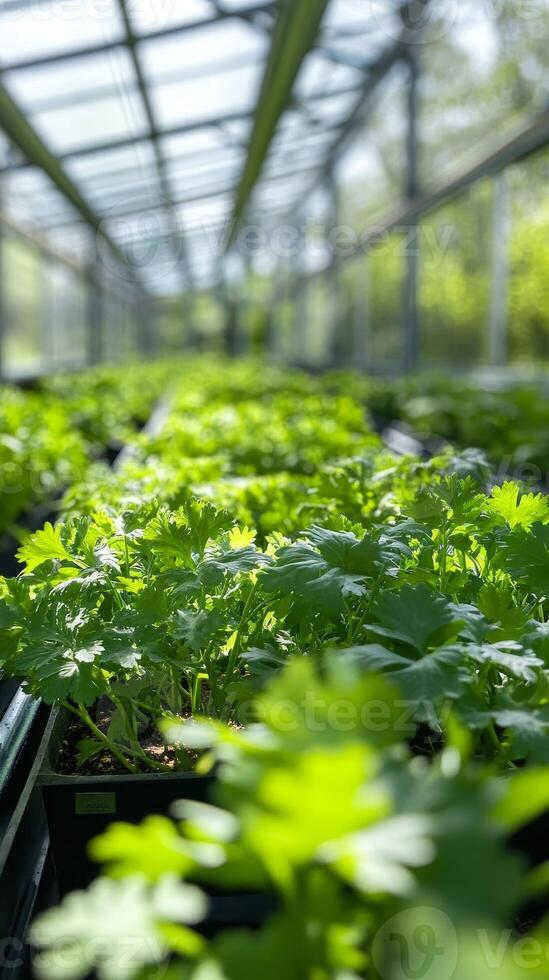 Fresh Coriander Plants in a Greenhouse - Vibrant Growth photo