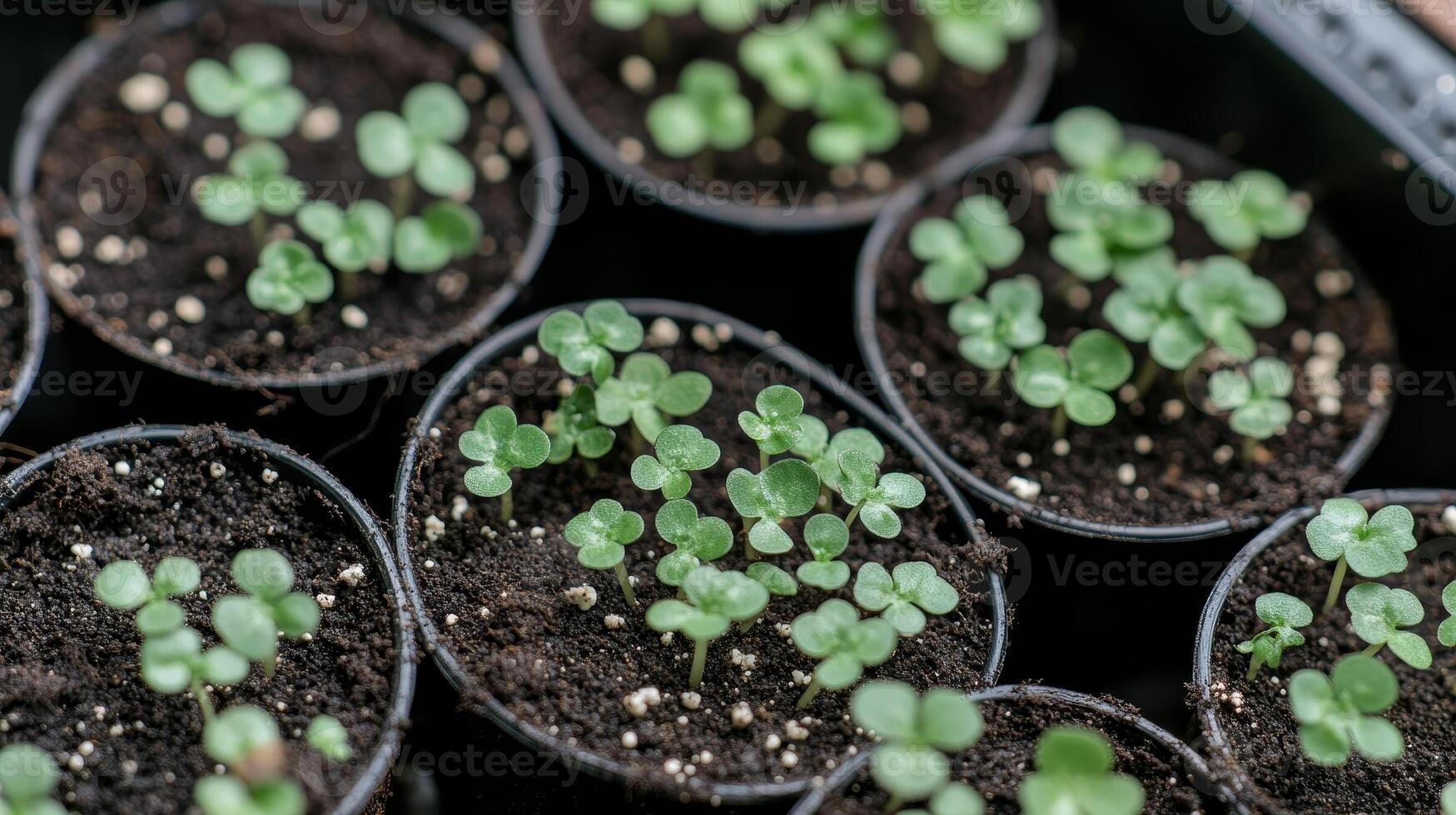 Close Up View of Tiny Seedlings in Pots photo