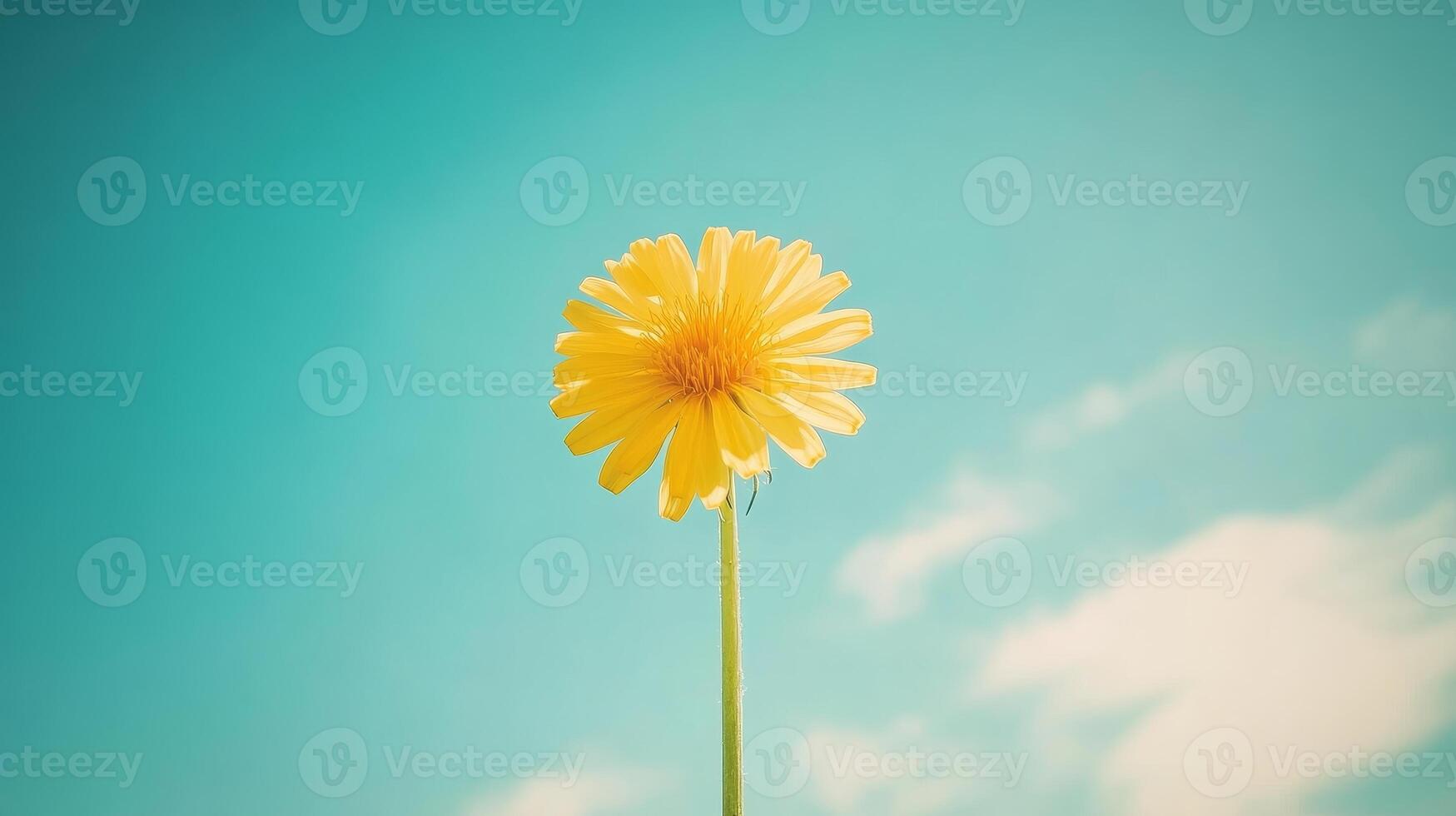 Radiant Yellow Dandelion Against a Pastel Sky photo