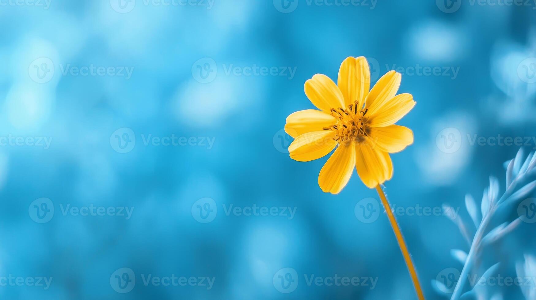 Stunning Yellow Flower Against a Vibrant Blue Background photo