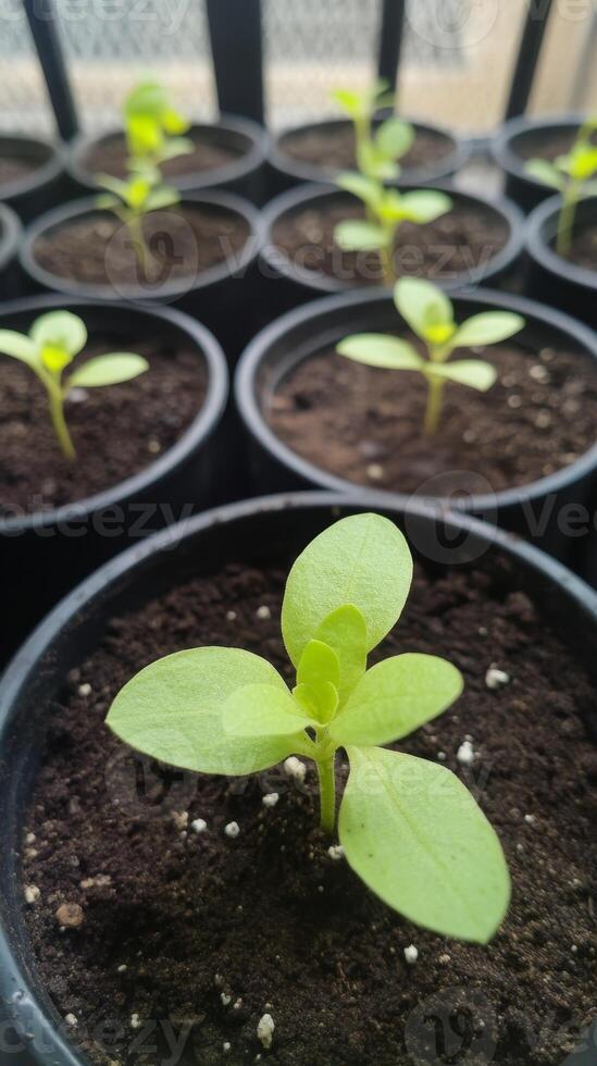 Tiny Green Seedlings in Pots A Fresh Start in Nature's Garden photo