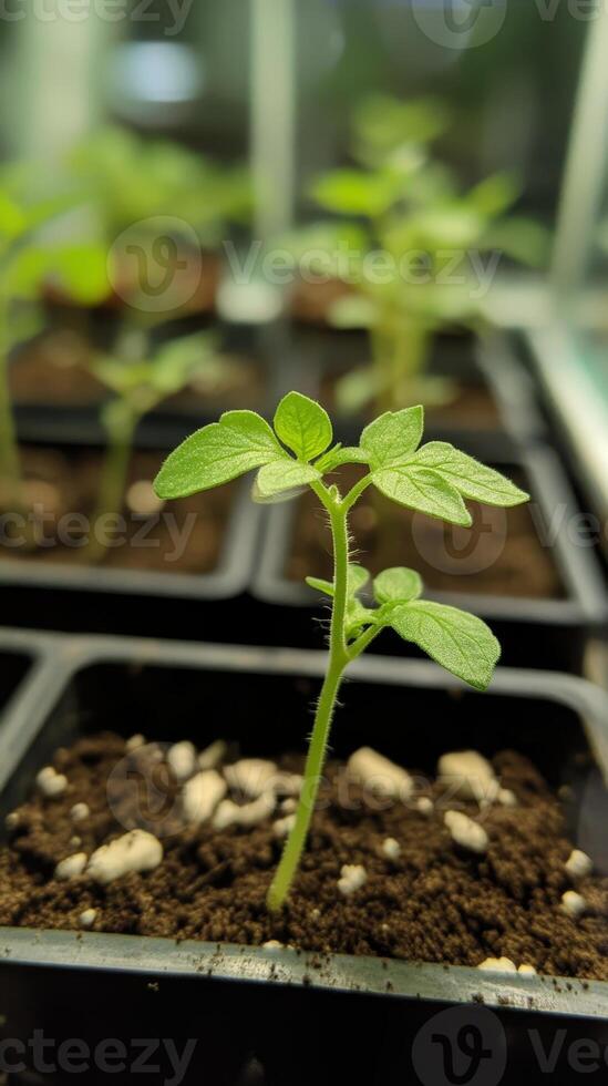 Tiny Tomato Sprout in Pot - A New Life Begins photo