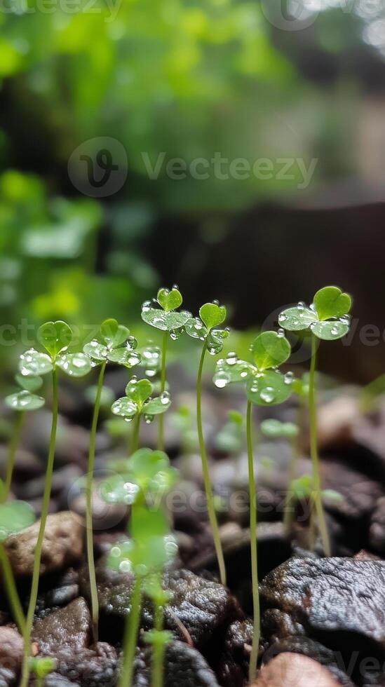 Tiny Sprouting Plants in Dew Drops - Nature's Fresh Start photo