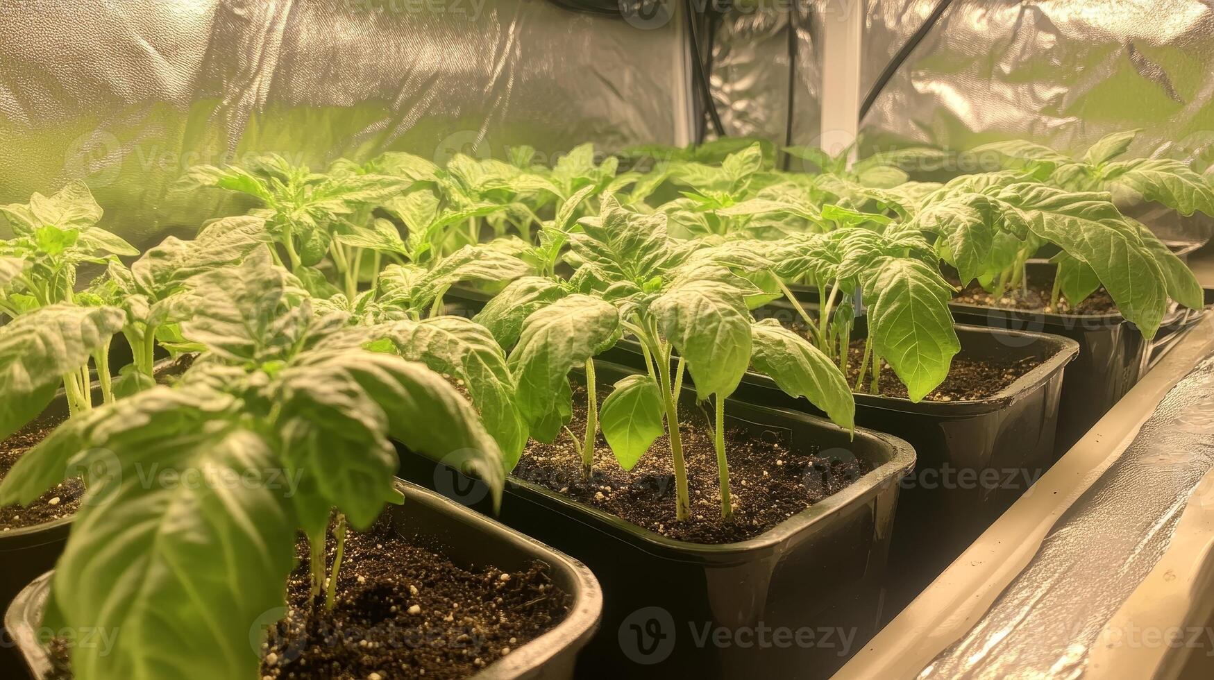 Healthy Tomato Seedlings Growing in Pots photo