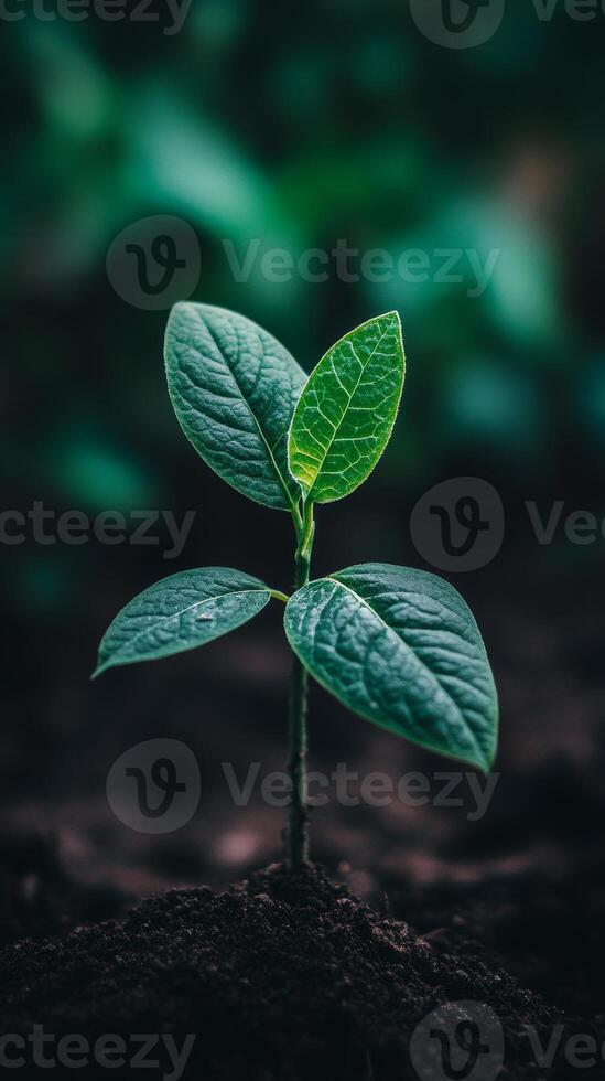 A Tiny Sprout Emerging from the Earth A Symbol of New Beginnings photo