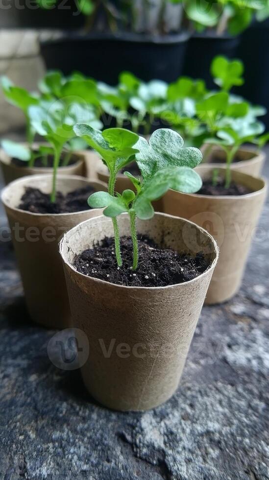 Tiny Seedlings in Paper Cups - A Fresh Start photo