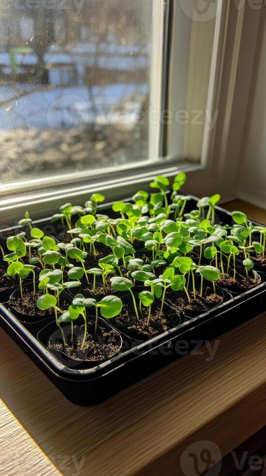 Tiny Seedlings Growing in a Window Tray photo