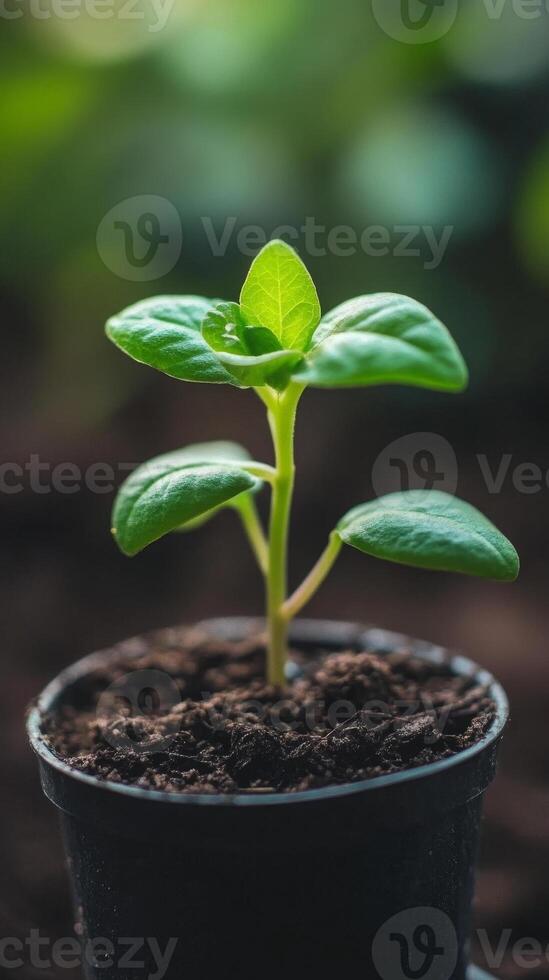 A Tiny Sprout of Hope A Vibrant New Life photo