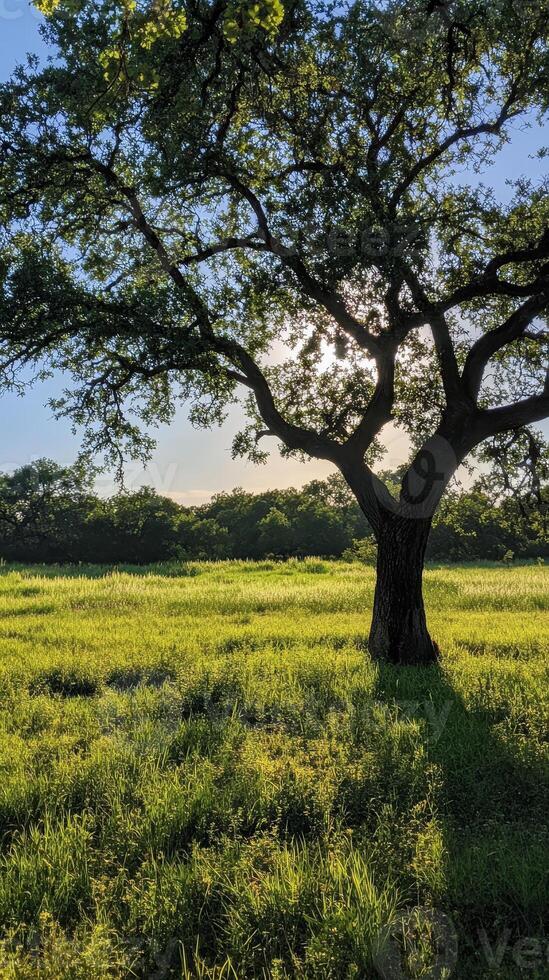 Serene Countryside Landscape with Majestic Tree photo