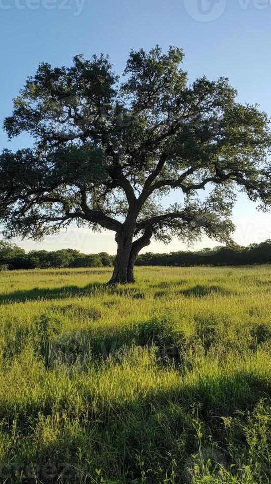 Majestic Oak Tree in a Lush Green Field photo