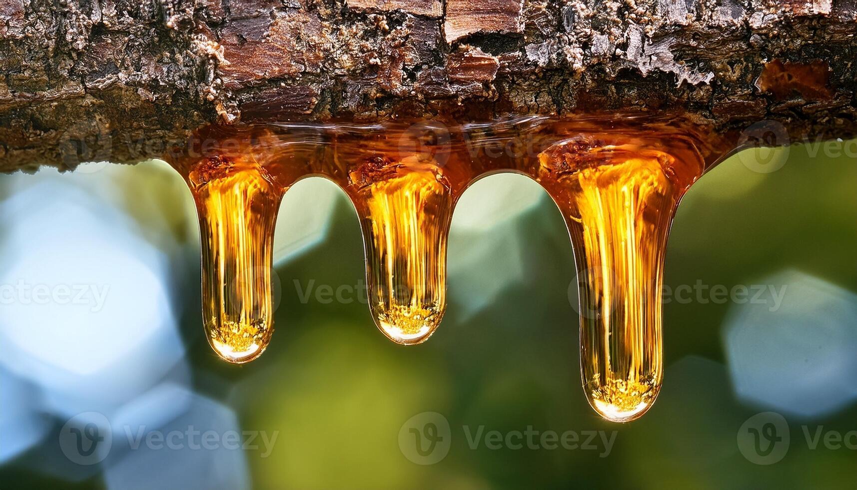 Golden Resin Drips From Tree Bark in a Serene Forest During Sunny Daylight Hours photo