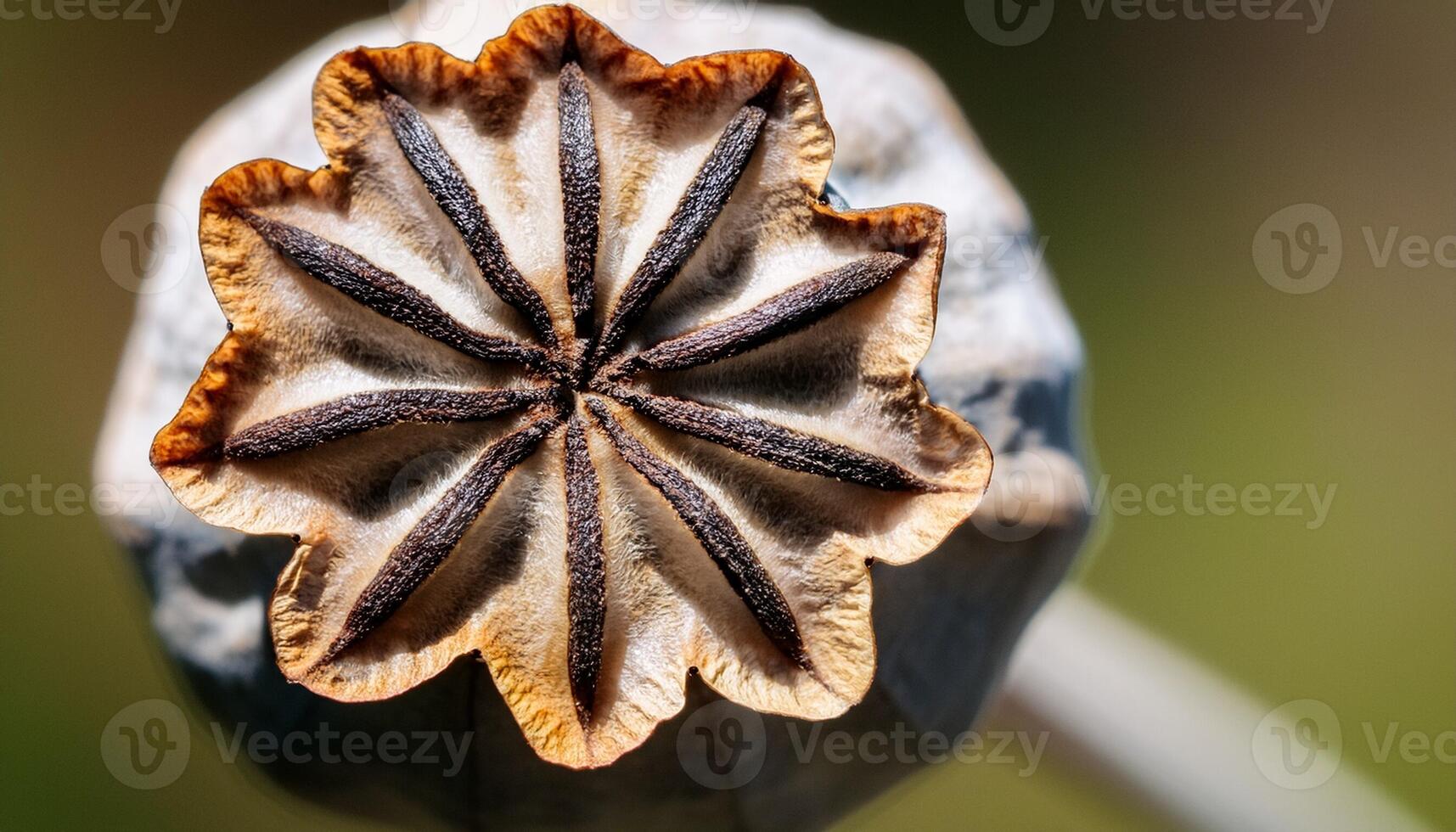 Lovely Close-Up of a Dried Flower Seed Pod Showcasing Its Intricate Petal-Like Structure and Natural Textures in Soft Light photo