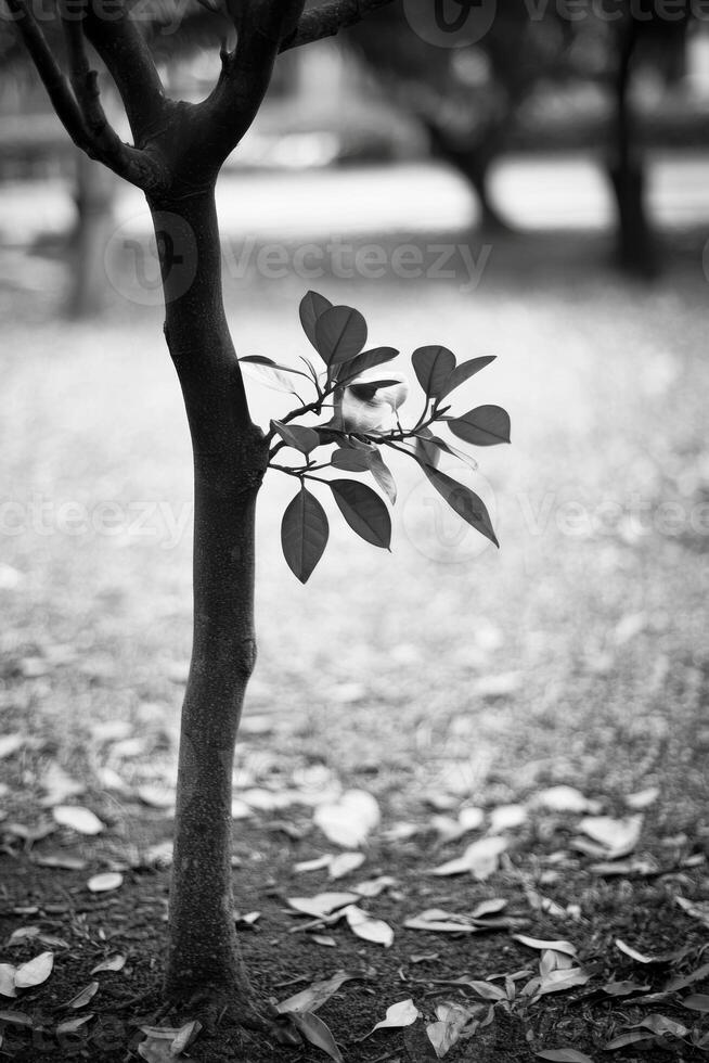 A tree branch with leaves photo