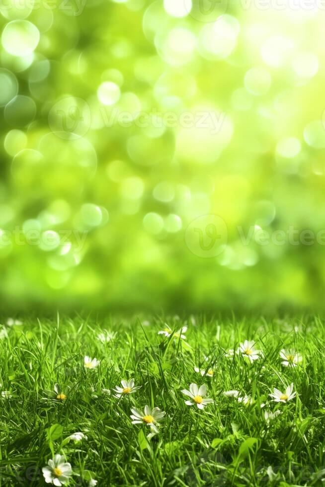 White daisies in green grass field photo