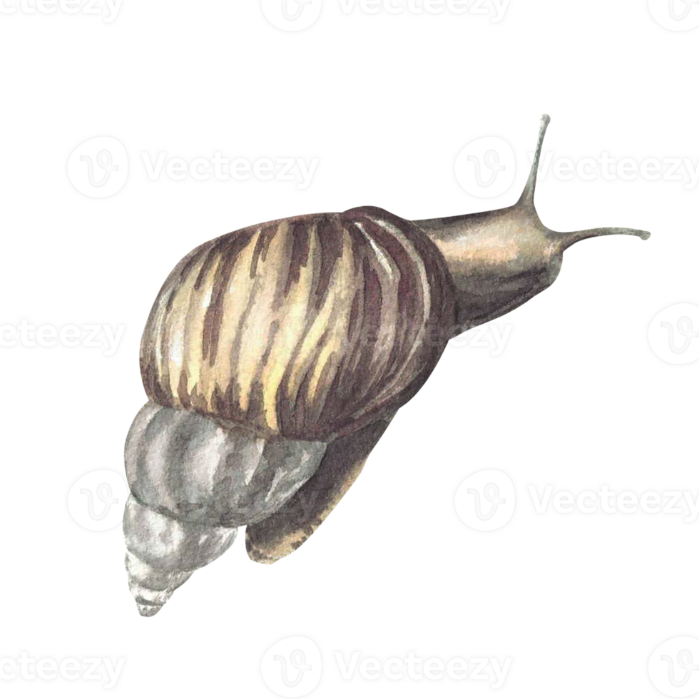 Snail, tropical slug set Watercolor slime cochlea realistic illustration. Hand drawn mollusks with conical shell, invertebrate. Insect clipart for books, animal card sticker Isolated from background png