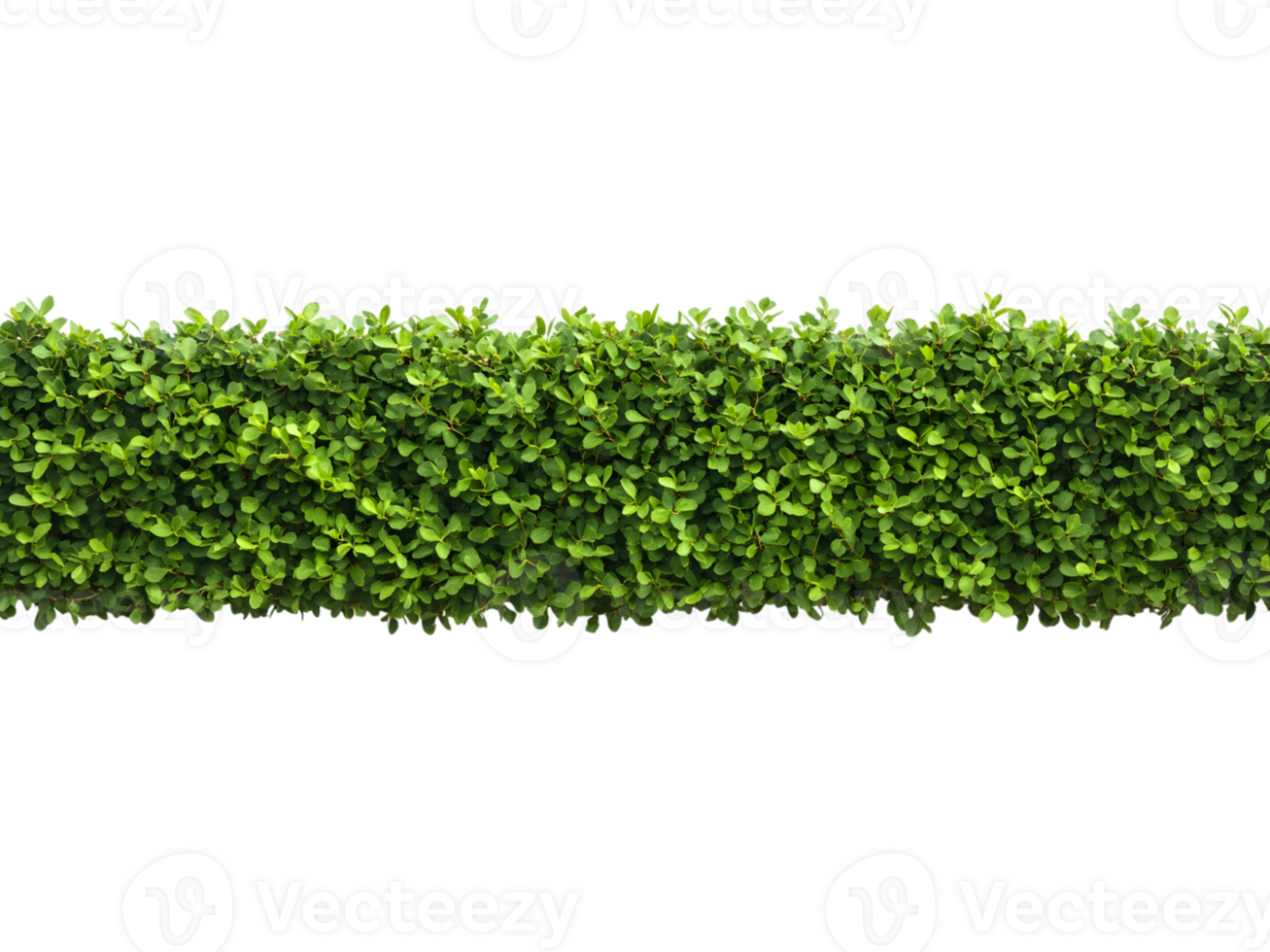 Lush Green Foliage Forms A Dense Horizontal Hedge png