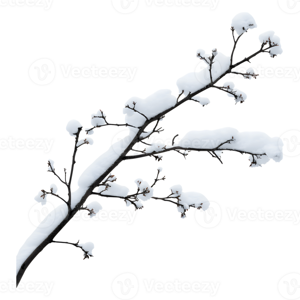 A snow covered tree branch against a muted background appears png