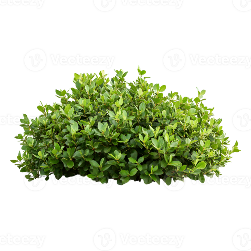 A dense green rounded bush displaying many small leafy branches png
