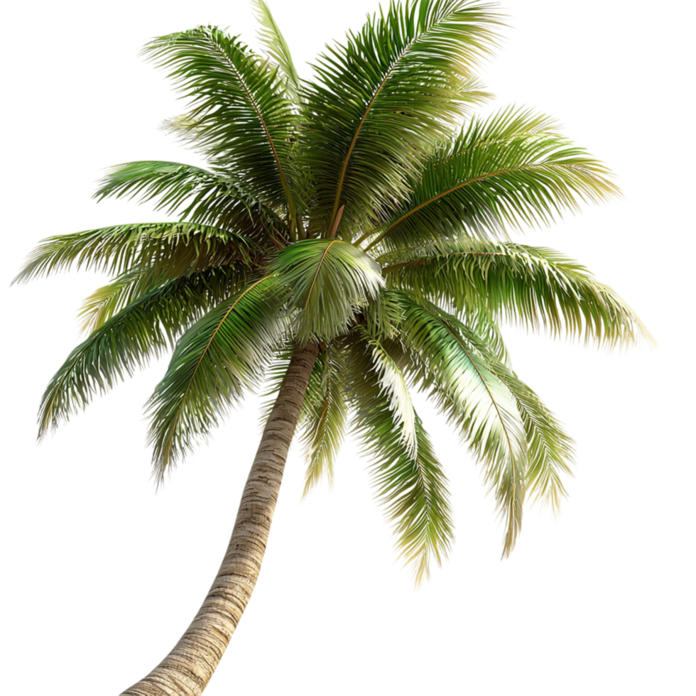 Tall green palm tree sting strong lush leaves tropical vibes png