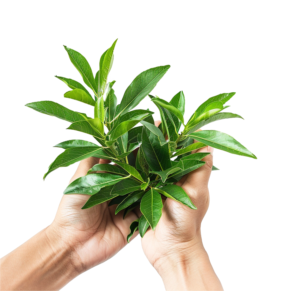 Hands holding vibrant green plant life nature growth care environment png