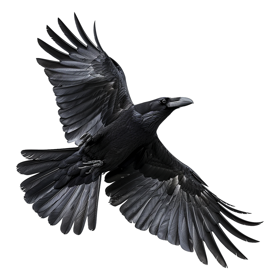 Majestic Raven in Flight A Stunning Display of Power and Grace png