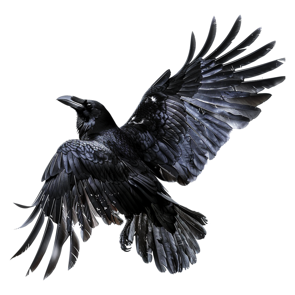 Majestic Black Raven in Flight Against a Gray Abstract Background A Stunning Display of Feathers and Power png