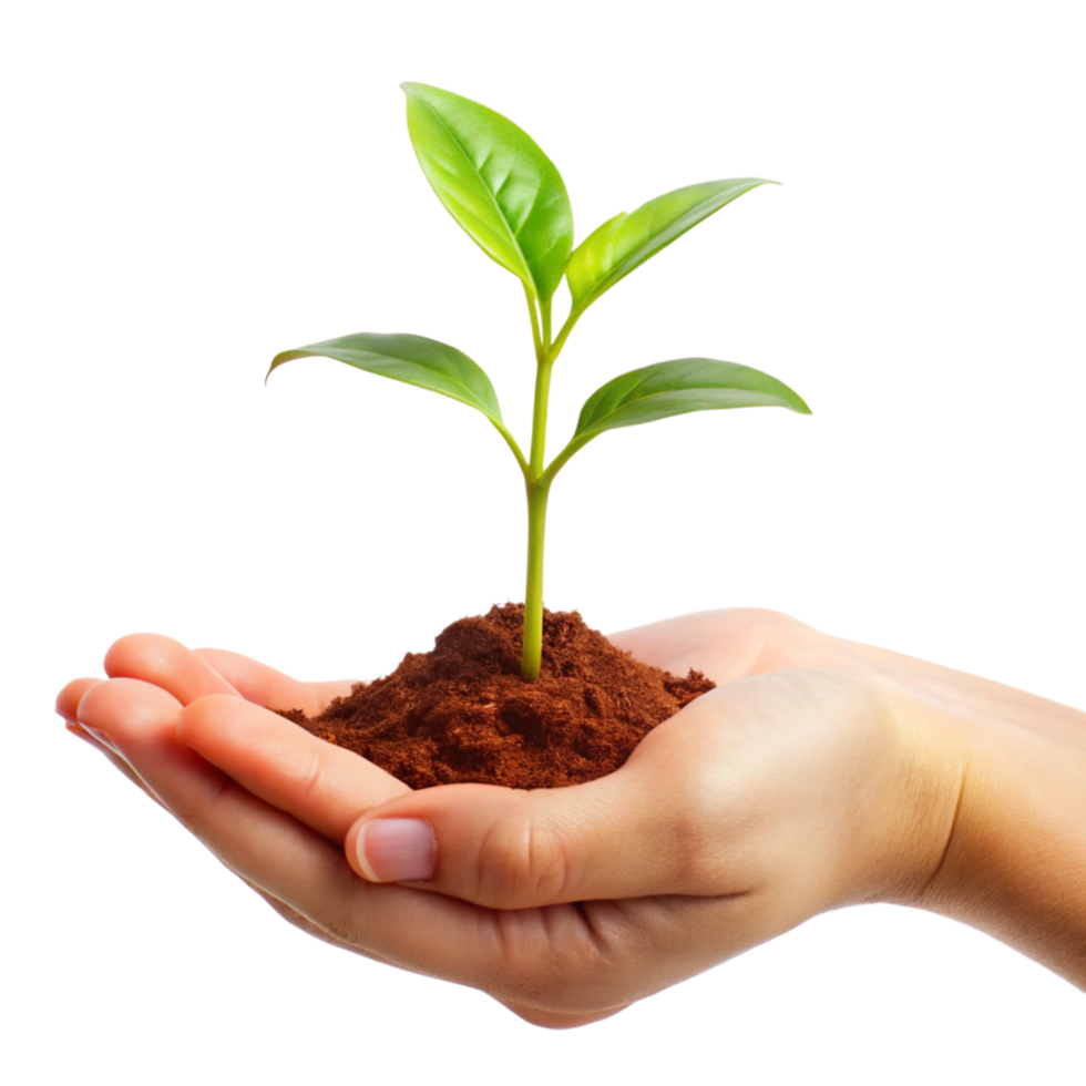 A small green plant seedling in a nurturing hand a symbol of growth and new beginnings png