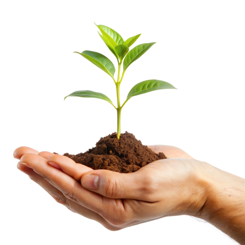 A Small Green Plant Sprout Held Carefully in Human Hands Representing Growth and New Life png