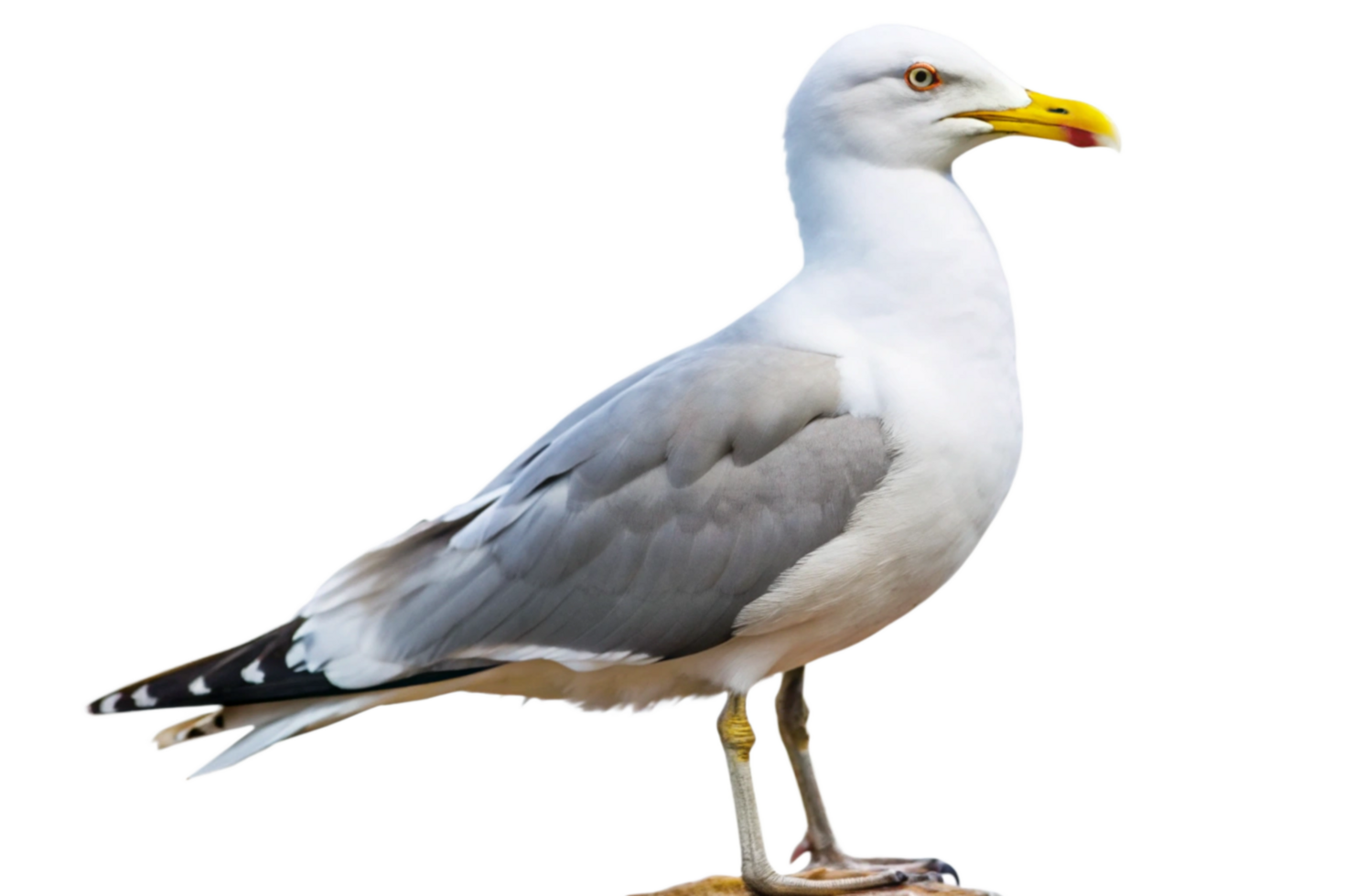 A Stunning Closeup of a Juvenile Glaucouswinged Gull Against a Black Background png