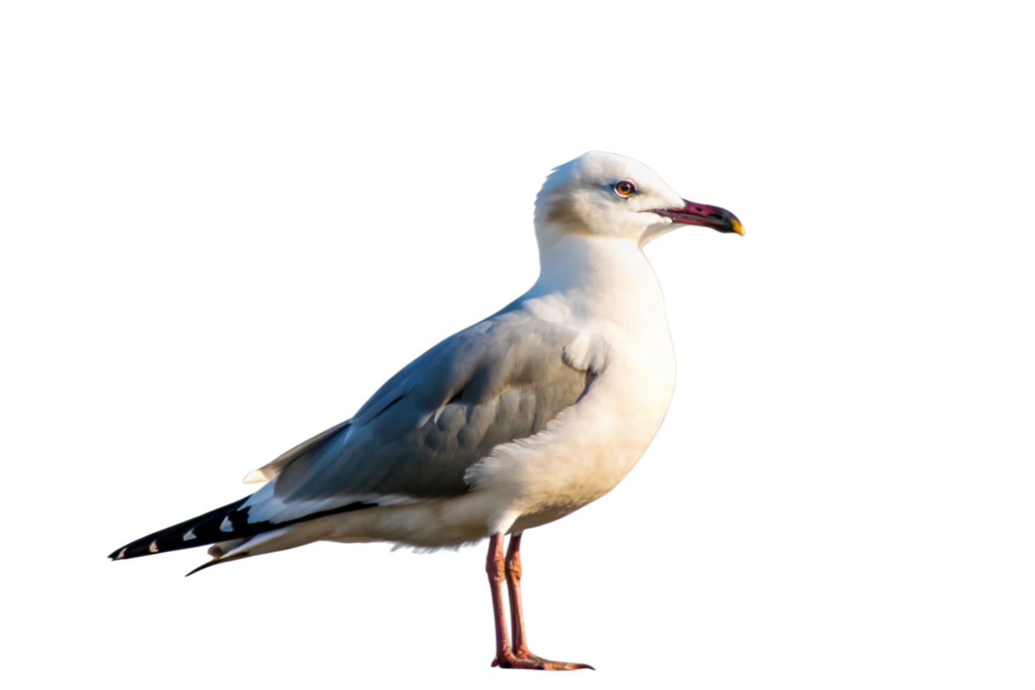 A Stunning Profile View of a Single Juvenile Hartlaub's Gull Against a Black Background png