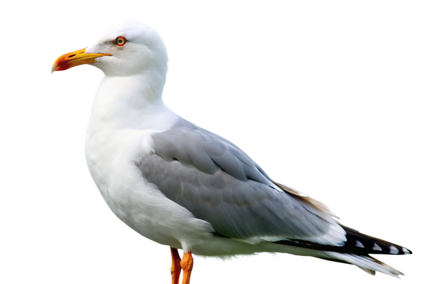 Closeup of a beautiful seagull against a black background showing detailed feathers and bright orange beak png