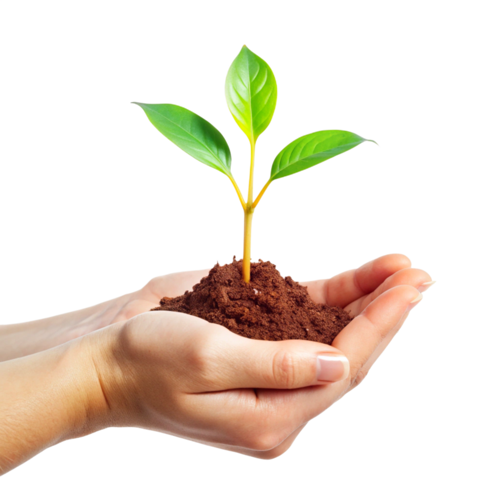 Tender Hands Gently Holding a Young Sprout Emerging from Rich Soil png