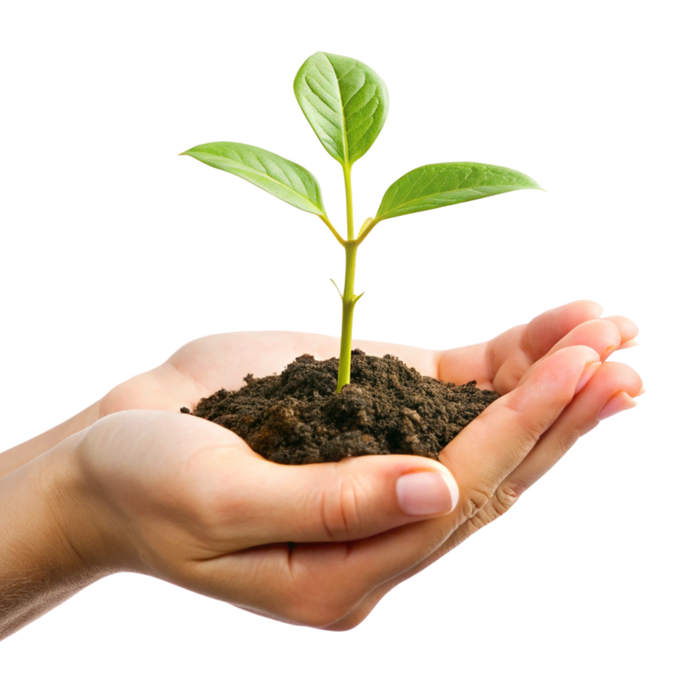 A Small Green Plant Sprout Carefully Held in Human Hands Representing New Life and Growth png