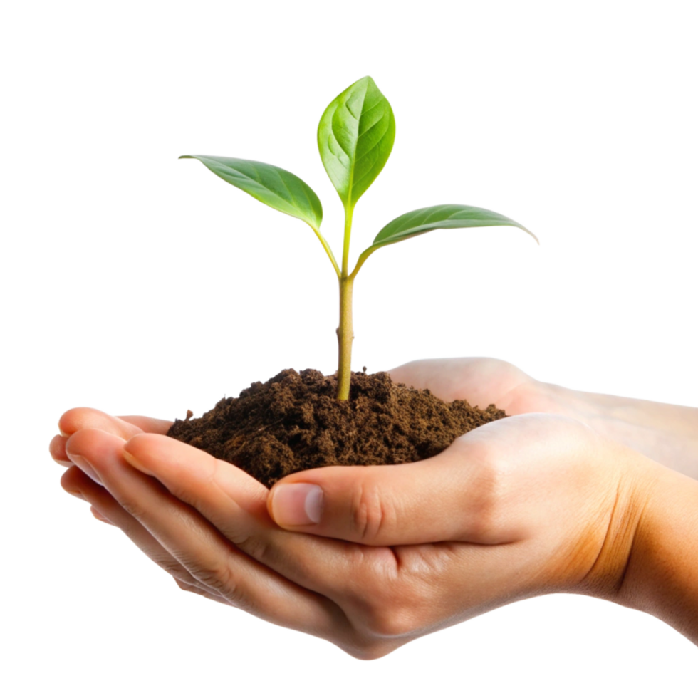 A young green plant seedling gently held in cupped hands representing growth nature and new life png