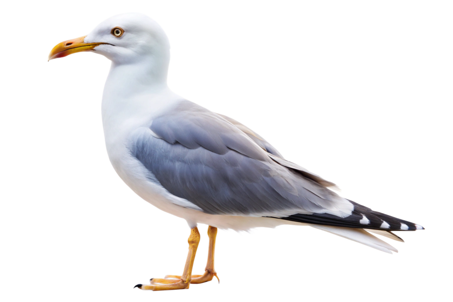 Closeup view of a beautiful seagull isolated on black background png