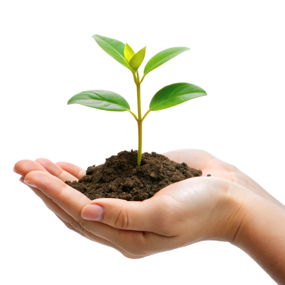 A Delicate Hand Gently Holding a Young Sprout Emerging from Dark Soil Against a Black Background png