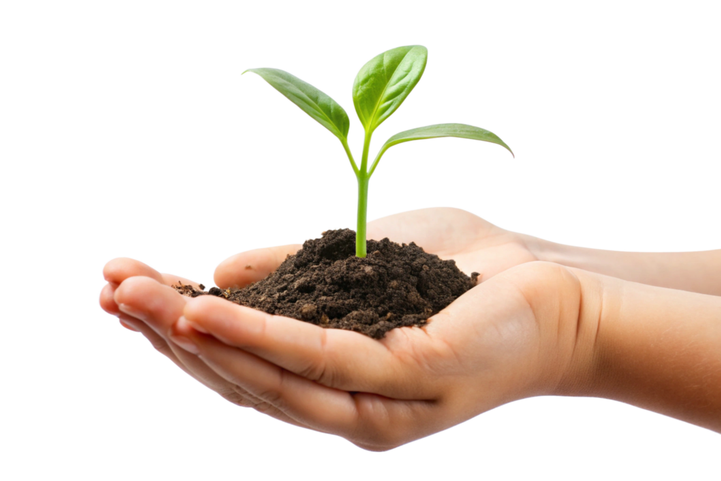 A small green plant seedling gently held in cupped hands representing growth nature and new life png