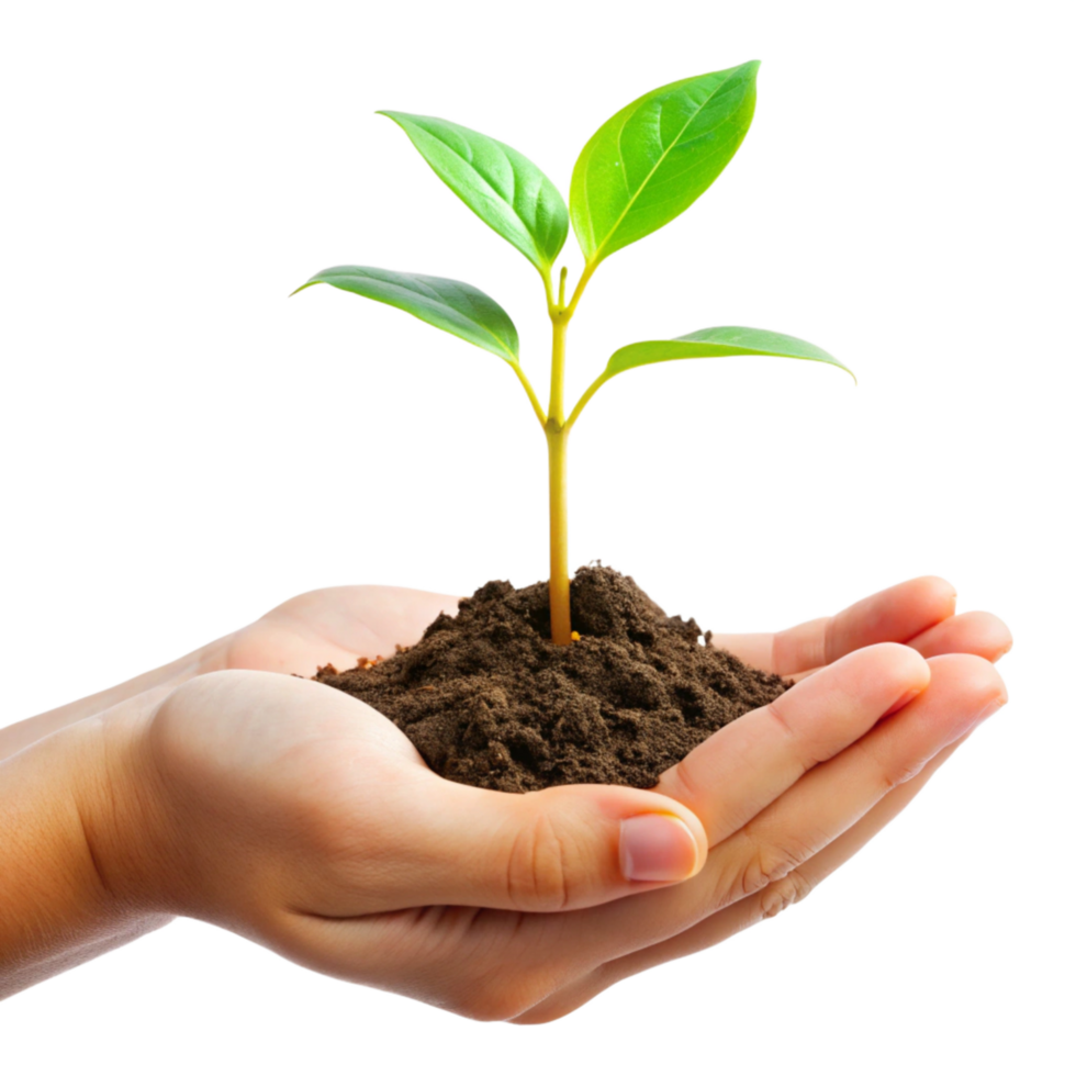 A small green plant seedling gently held in cupped hands against a black background representing growth nurture and care png