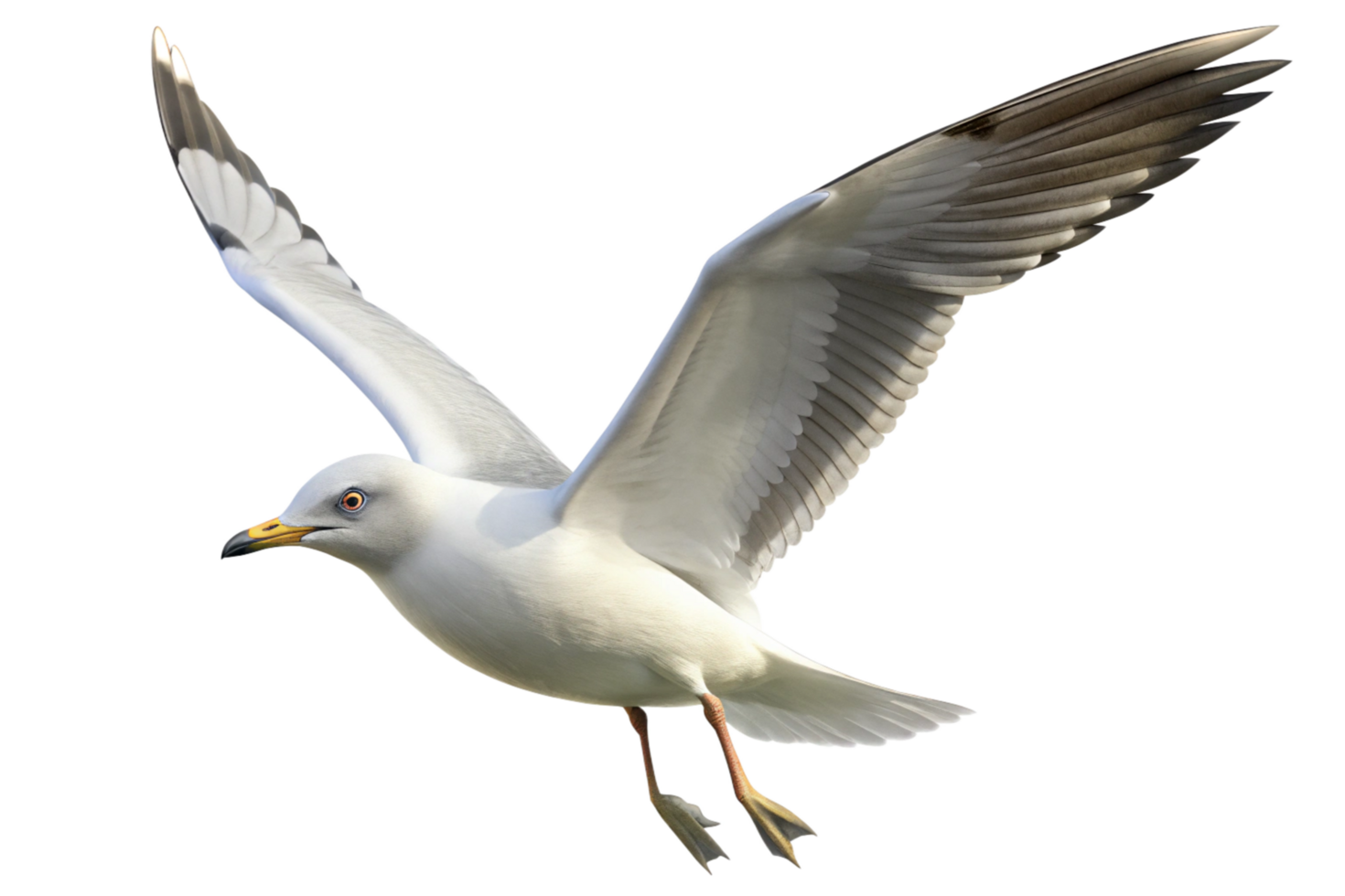 A Seagull in Flight Against a Black Background png