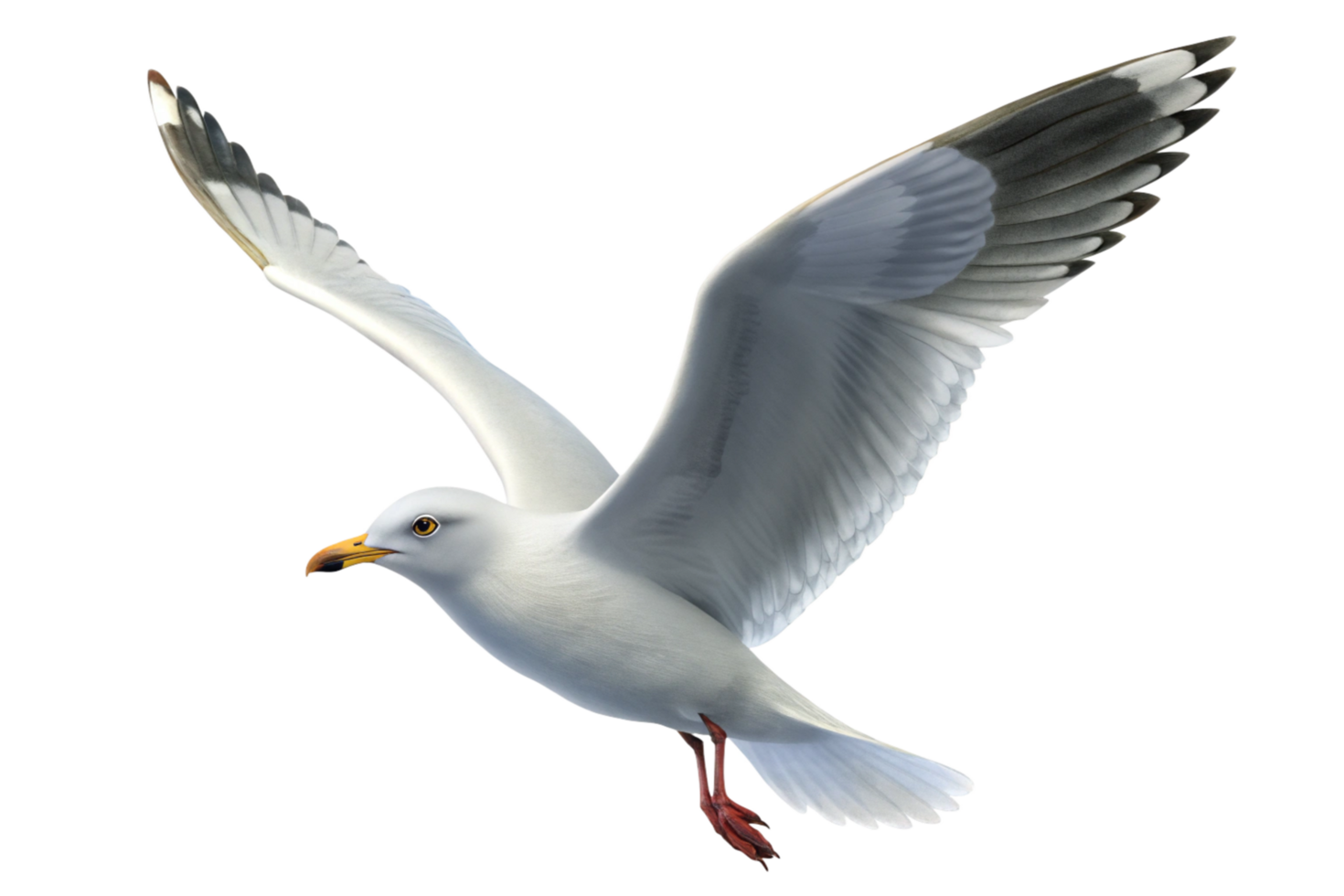 Stunning Image of a Seagull in Flight Against a Black Background png