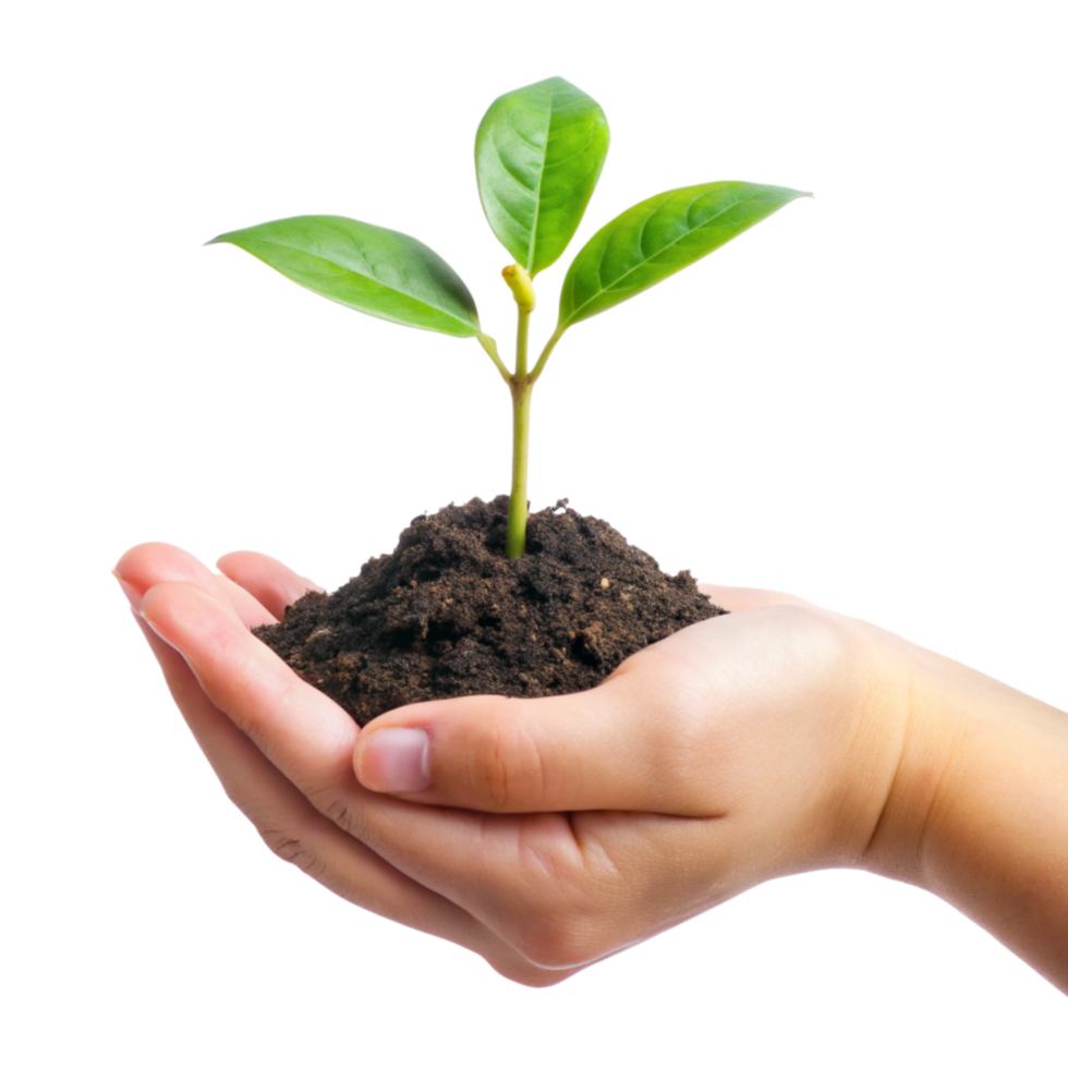 A small green plant seedling gently held in a nurturing hand symbolizing growth, nature, and environmental protection png