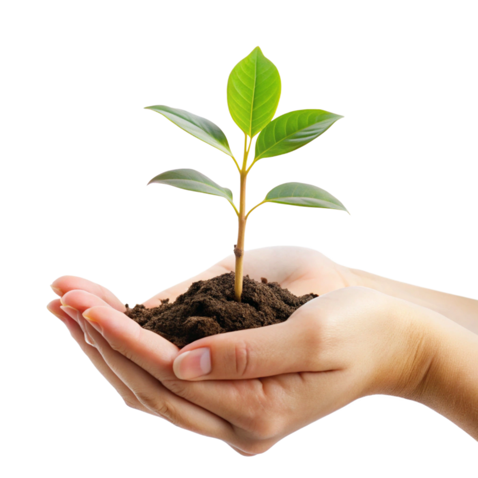 A young plant seedling gently held in cupped hands representing growth new life and environmental care png