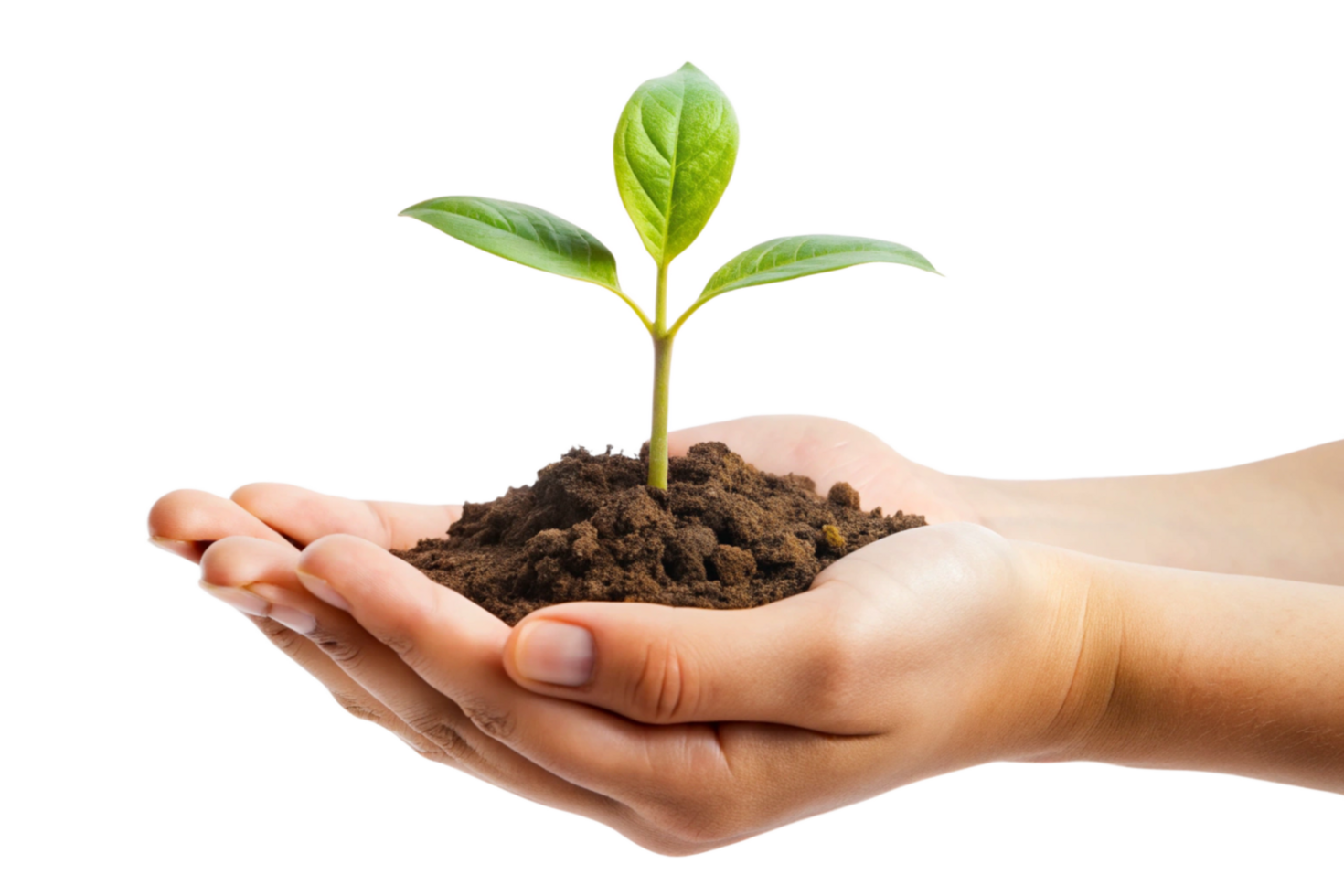 A small green plant seedling gently held in cupped hands full of dark brown soil against a black background png