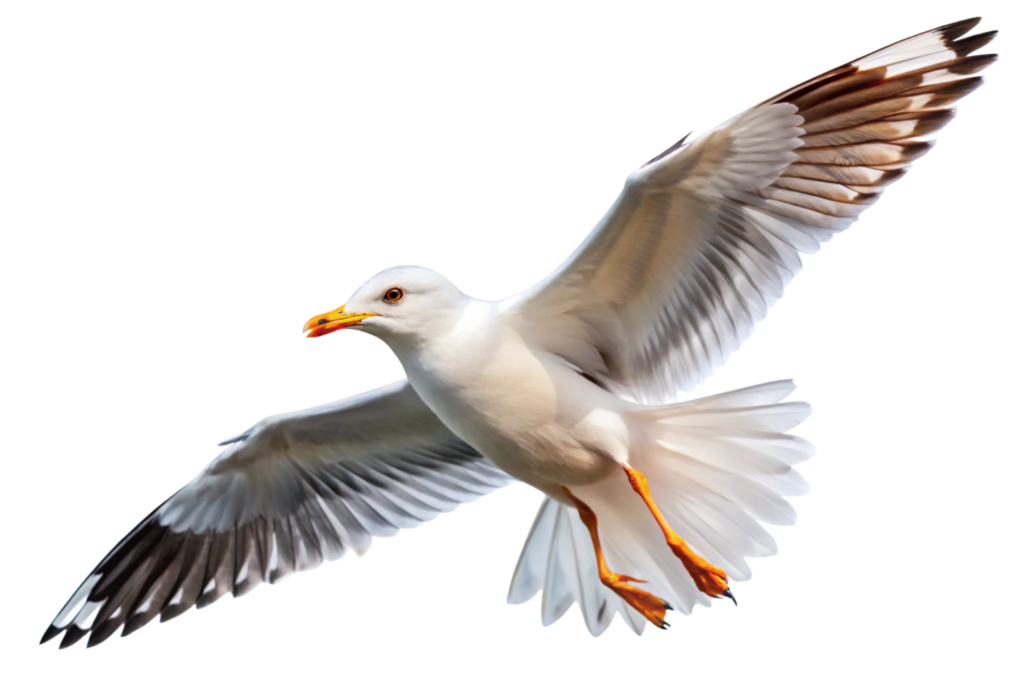 A White Seagull in Flight Against Black Background png