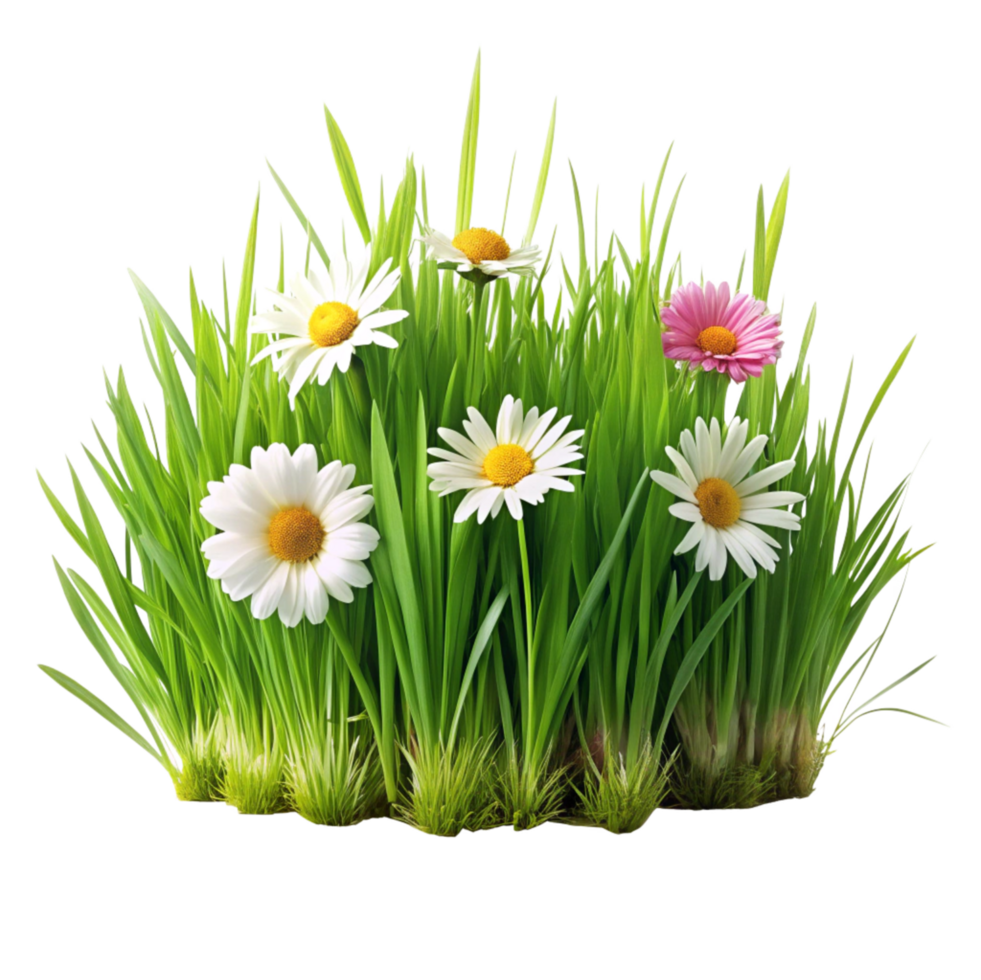 Vibrant Daisies and Lush Green Grass in a Springtime Meadow png