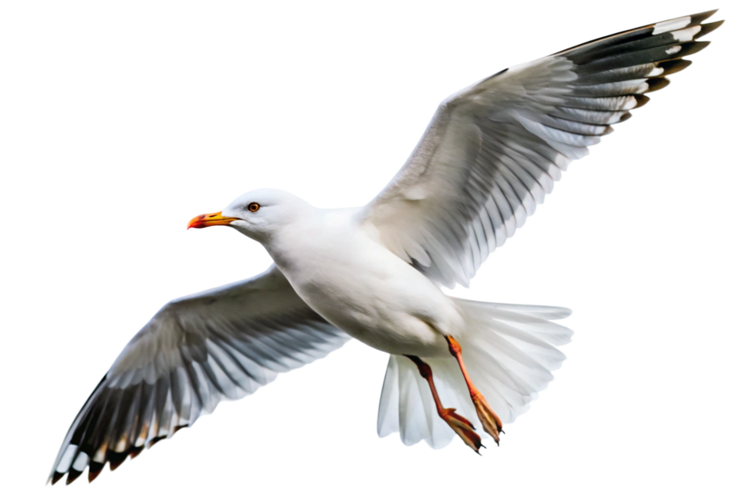 Majestic Seagull in Flight Against a Black Background Stunning White Bird Soaring Gracefully png